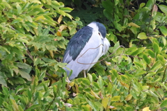 11月19日 明石公園 27