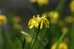 5月6日 明石公園 17