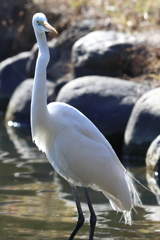 1月14日 明石公園 17