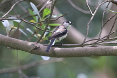 8月1日 明石公園 ８