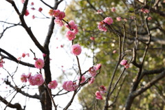 2月20日 須磨離宮公園 ８