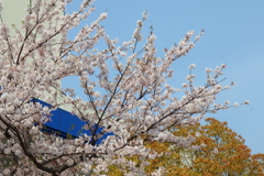 4月16日 散歩 ３
