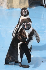 3月26日 王子動物園 22