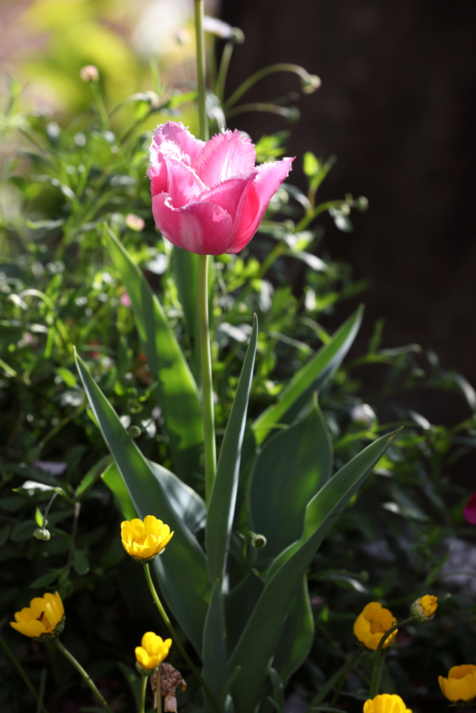 4月10日 散歩 15