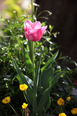 4月10日 散歩 15
