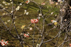 3月20日 京都嵐山 24