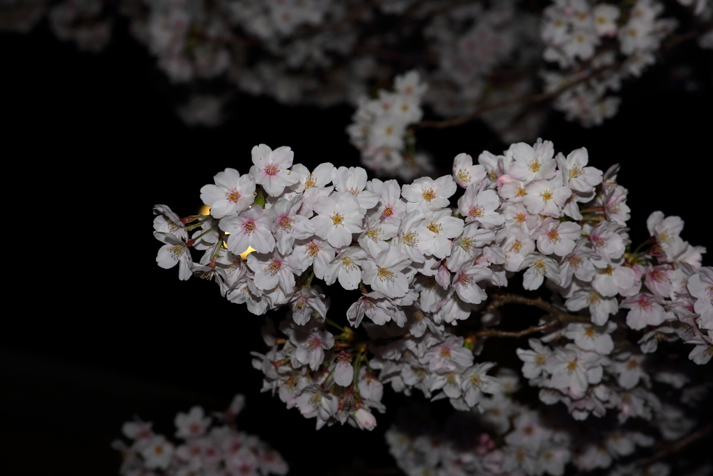 4月7日 夙川 １