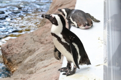 8月11日 京都水族館 14