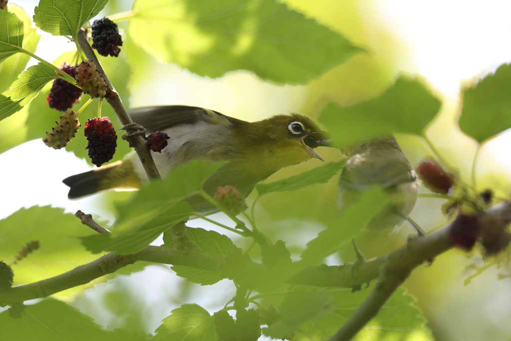 5月23日 明石公園 10