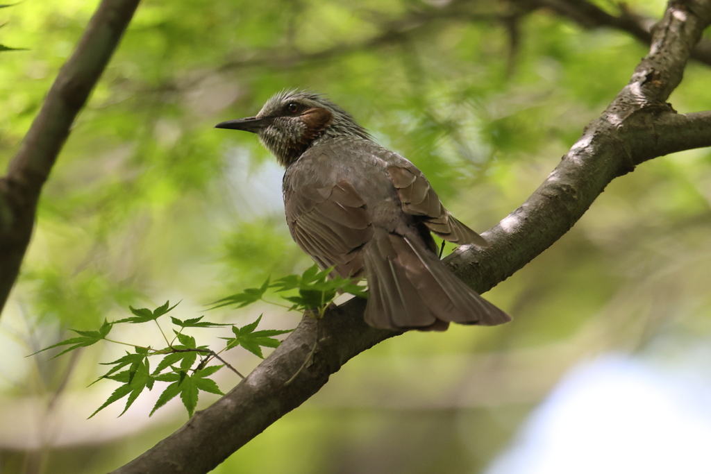 6月6日 須磨離宮公園 59