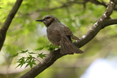 6月6日 須磨離宮公園 59