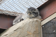 6月16日 王子動物園 23