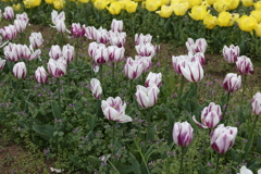 4月18日 万博記念公園 30