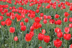 4月18日 万博記念公園 ９