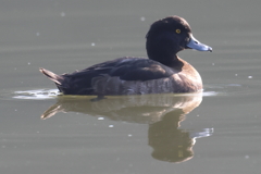 12月10日 明石公園 ４