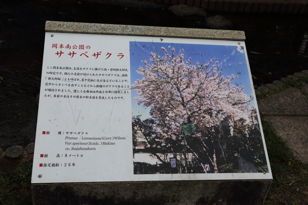3月28日 岡本南公園 ４
