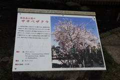 3月28日 岡本南公園 ４