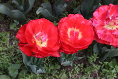 4月18日 万博記念公園 21
