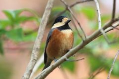 12月5日 明石公園 ６