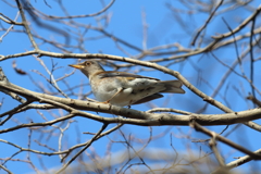 1月8日 明石公園 14