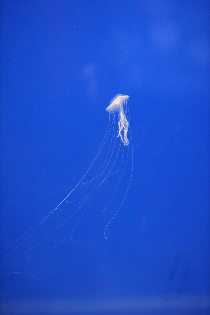 6月11日 須磨海浜水族園 34