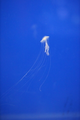 6月11日 須磨海浜水族園 34