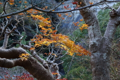 12月15日 布引の滝 ５