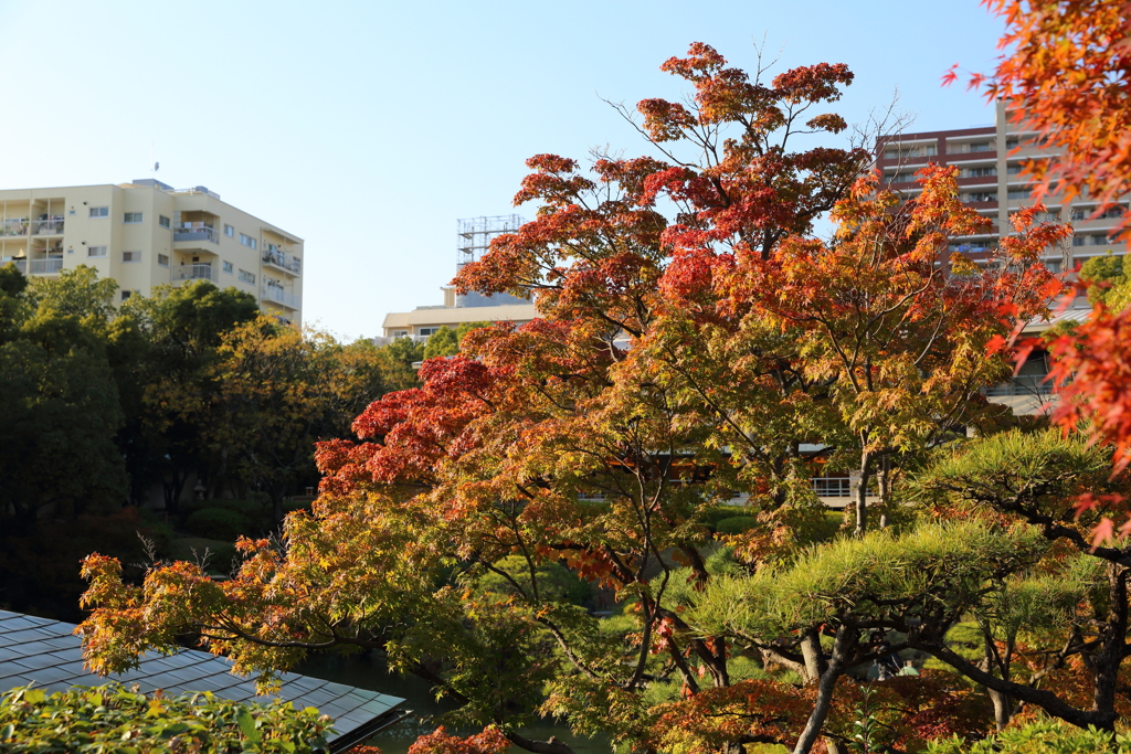 11月16日 相楽園 27