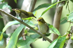 8月22日 明石公園 12