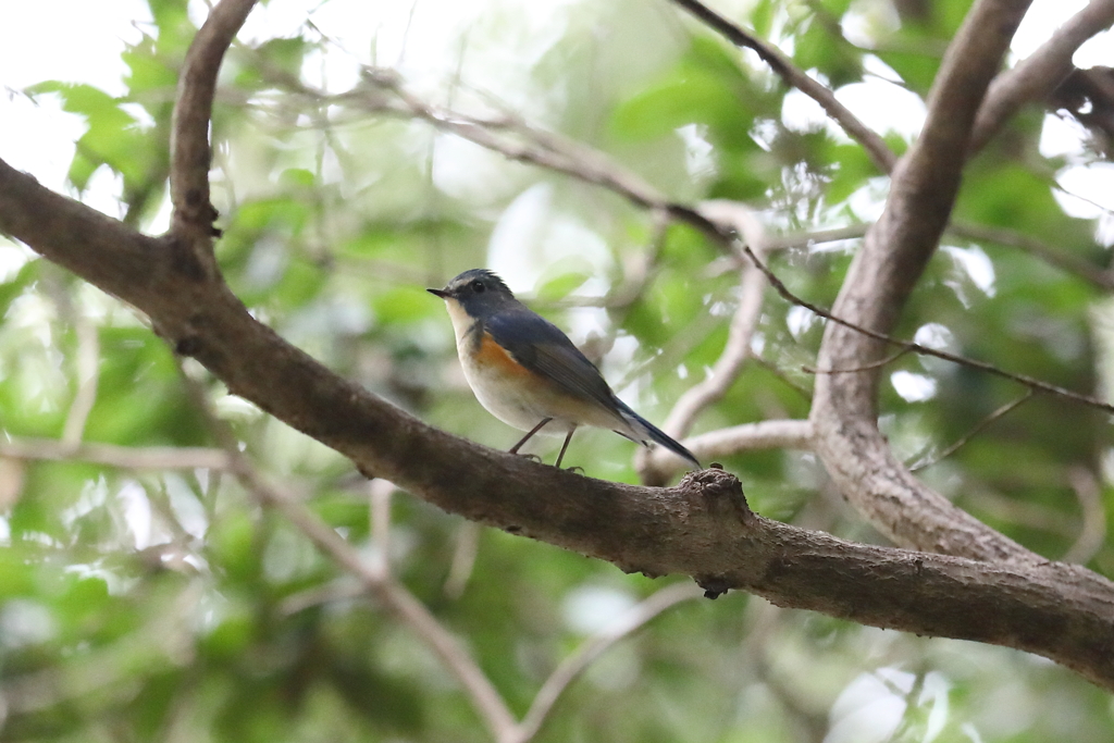 12月4日 明石公園 ５