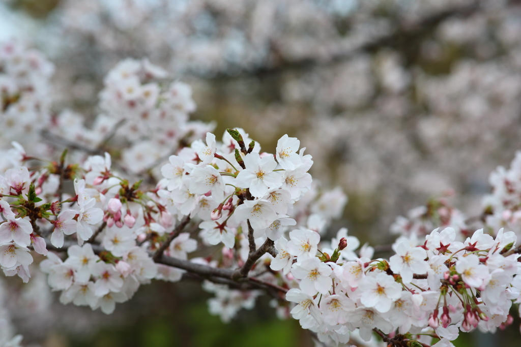 4月7日 夙川 ３