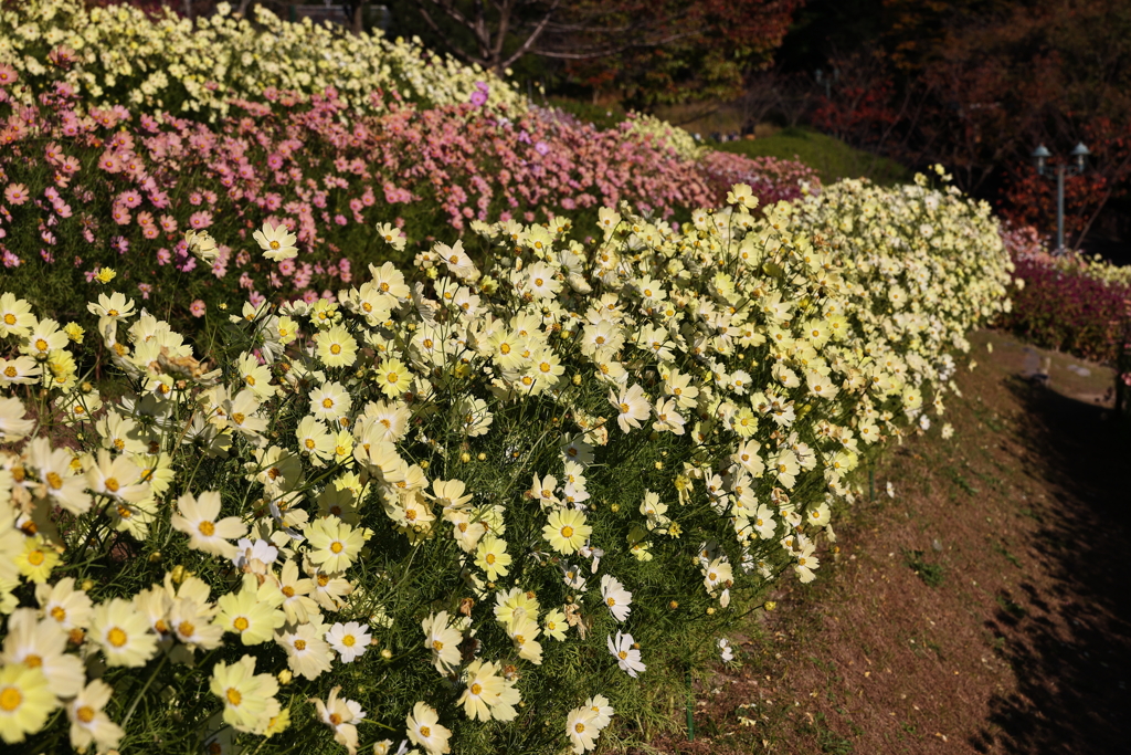 11月14日 布引ハーブ園 25