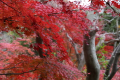 12月7日 布引の滝 ５