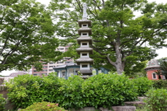 5月15日 相楽園 ４