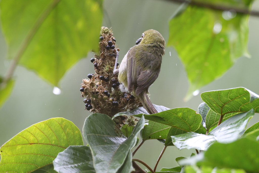8月16日 明石公園 ４