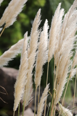 USJのススキ USJのススキ