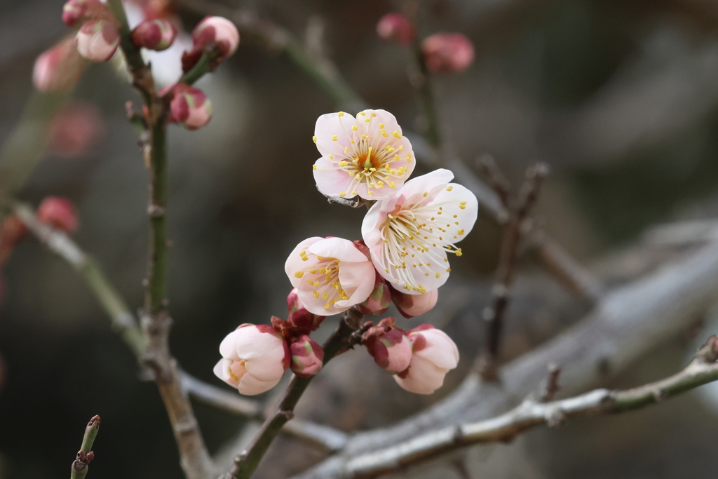 2月4日 明石公園 32