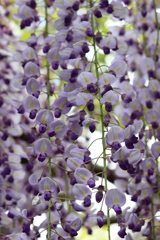 5月2日 奈良 29