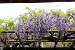 5月2日 奈良 28