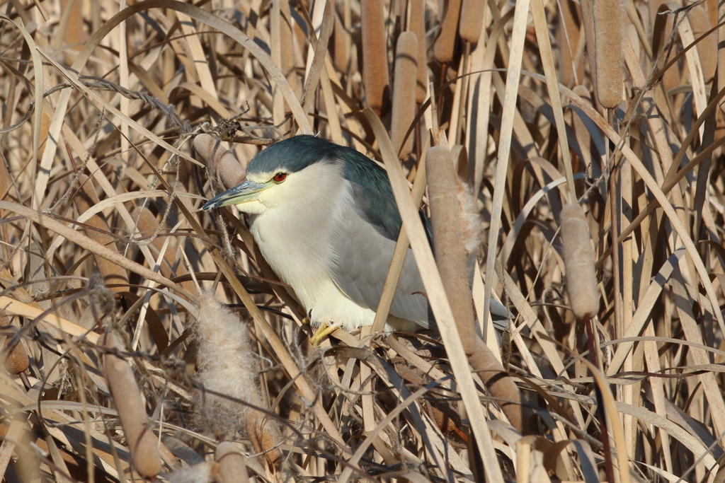 1月12日 夙川河川敷緑地 11