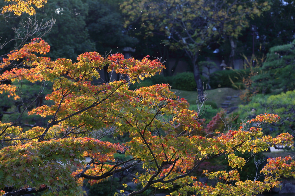 11月16日 相楽園 43
