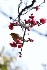 3月5日 岡本公園 28