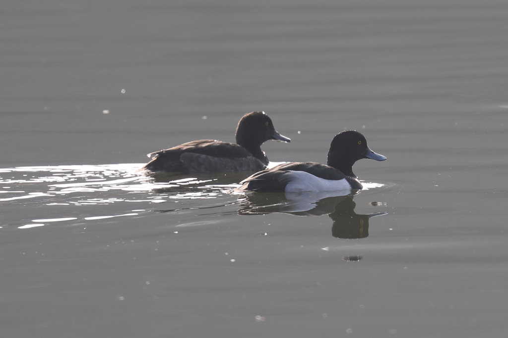 1月8日 明石公園 ７