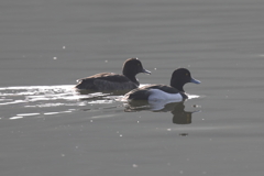 1月8日 明石公園 7 1月8日 明石公園 7