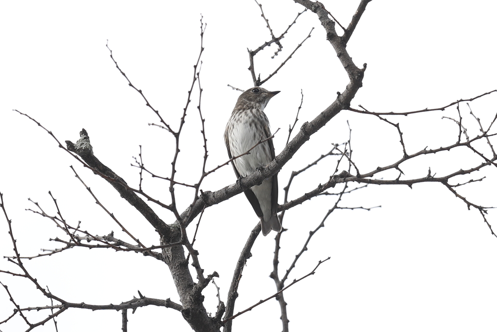 10月16日 明石公園 １