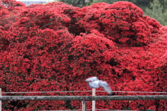 4月18日 長岡天神 22