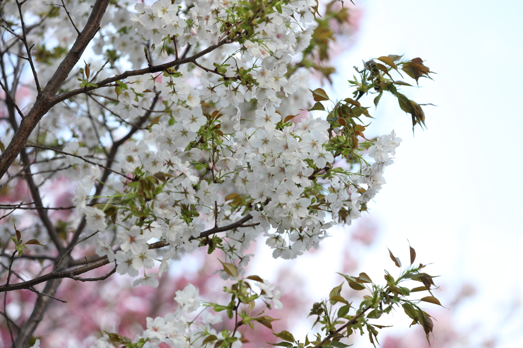 4月3日 岡本南公園 12