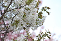 4月3日 岡本南公園 12