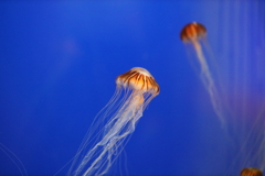 6月11日 須磨海浜水族園 33