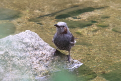 7月15日 夙川河川敷緑地 １